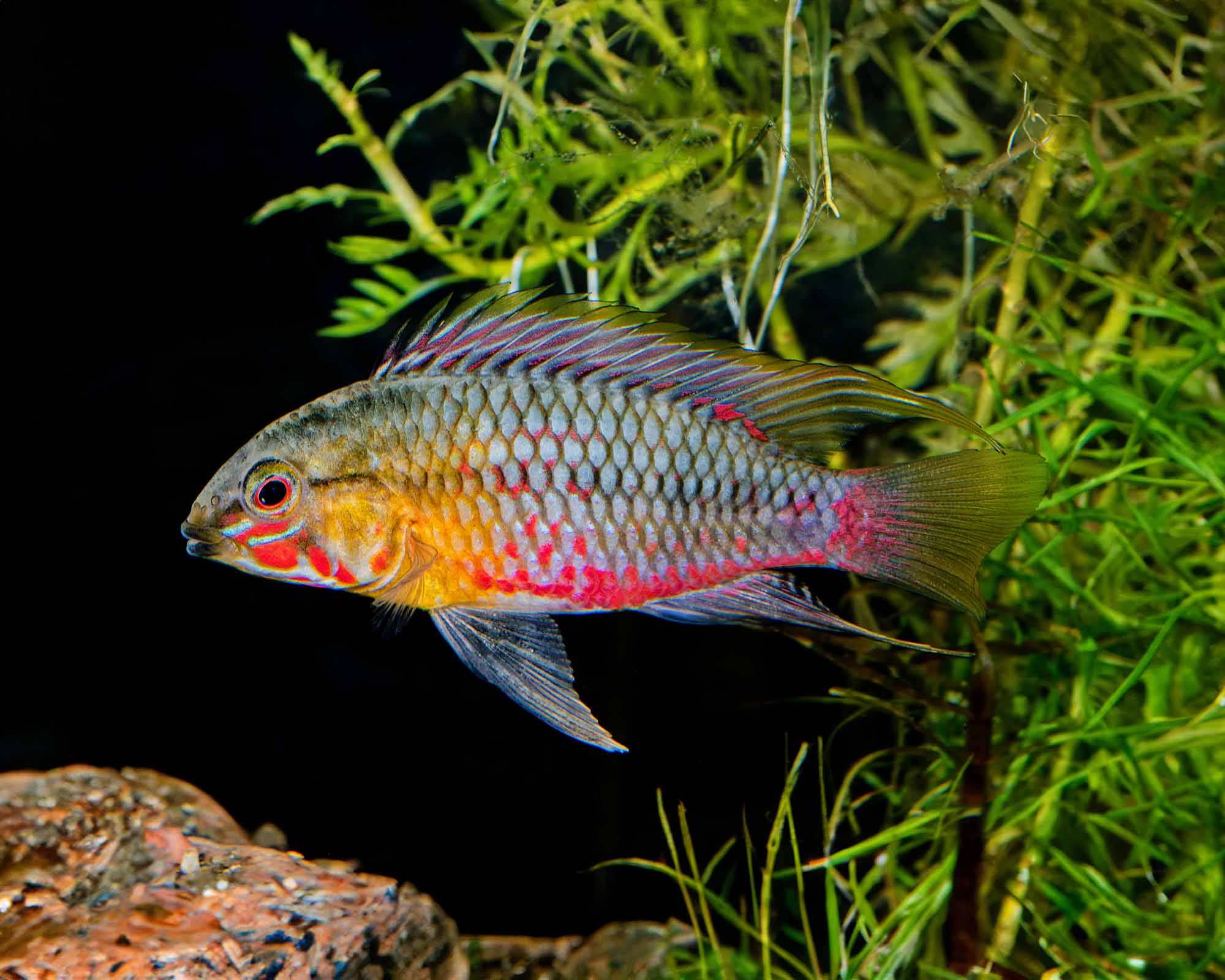 Red Lined Dwarf Cichlid (Apistogramma hongsloi)